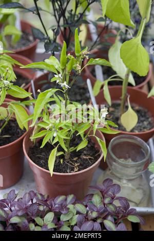 Chili, Capsicum, Pflanzen mit Früchten, die im Topf wachsen Stockfoto