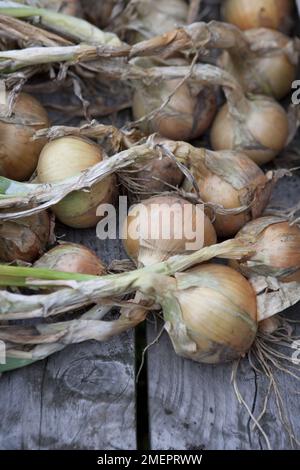 Zwiebel, Allium, geerntetes Erntegut trocknet auf der Bank Stockfoto