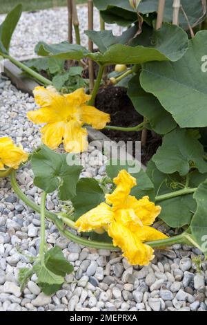 Zucchini, Cucurbita Pepo, Blütenpflanze Stockfoto