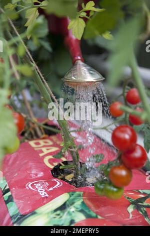 Kirschtomate, Solanum lycopersicum var. Cerasiforme, Gießpflanze, die in Grobag wächst Stockfoto