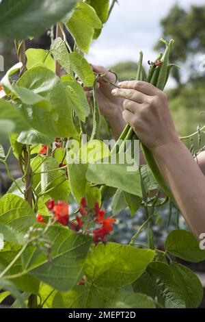 Läuferbohne, Phaseolus coccineus, die Bohnen von oben von Hand erntet Stockfoto