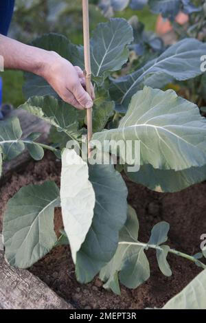 Brussel Sprout, Brassica oleracea, Gemmifera-Gruppe, Stütze die Pflanze mit Bambusrohr Stockfoto