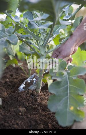 Brussel Sprout, Brassica oleracea, Gemmifera-Gruppe, die Erde um den Stiel der Pflanze nach oben drückt Stockfoto