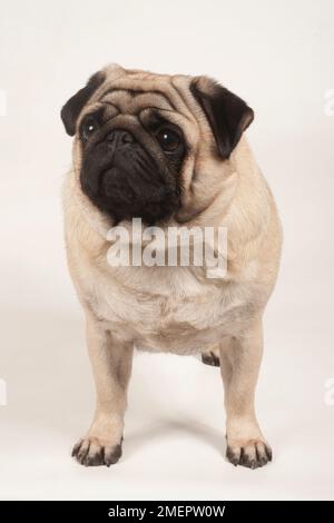 Mops, 2-3-jährige Rüde Stockfoto