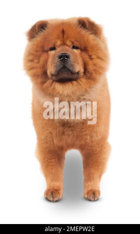 Chow Chow Stockfoto