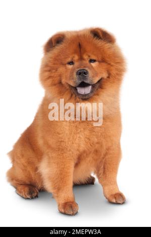 Chow Chow Stockfoto