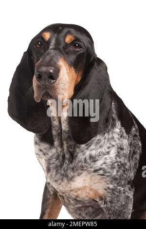 Grand Bleu de Gascogne Hund, 8-jährige, männliche Stockfoto