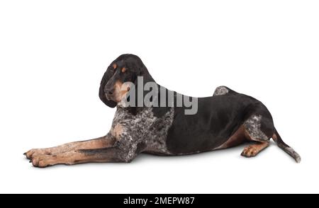 Grand Bleu de Gascogne Hund, 8-jährige, männliche Stockfoto