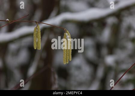 Ohrringe an Haselästen im Frühling Stockfoto