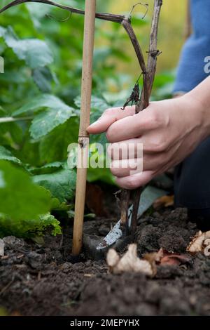 Dicke Bohne, Vicia faba, Jubilee Hysor, Samen säen, tote Stiele zurückschneiden Stockfoto