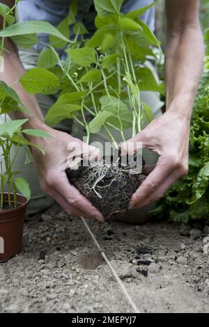 Zwergbohnen, Phaseolus vulgaris, die junge Pflanzen auseinanderziehen, die in einem Topf wachsen und auspflanzen können Stockfoto