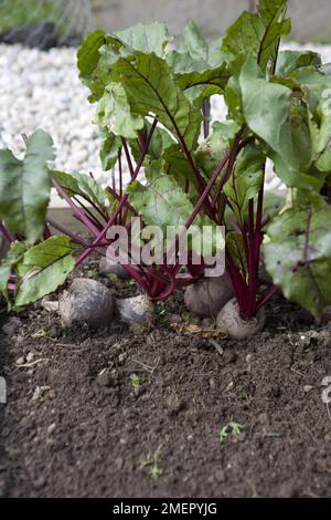 Rote Beete, Beta vulgaris, Bolthardy, bereit für die Ernte im Gemüsebett Stockfoto