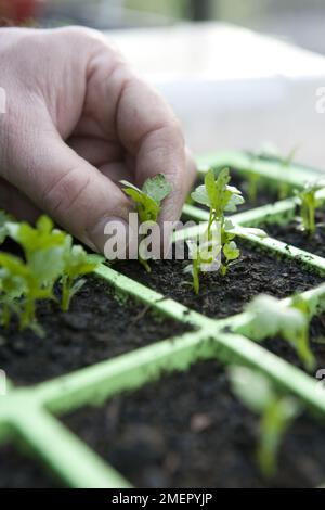 Knollensellerie, Apium graveolens var. Rapaceum, Monarch, Ausdünnen von Setzlingen, die in modularen Schalen wachsen Stockfoto