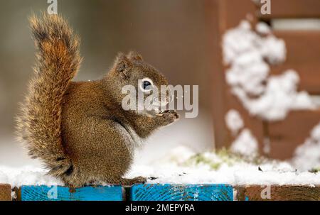 Amerikanisches rotes Eichhörnchen (Tamiasciurus hudsonicus), das auf einer schneebedeckten Parkbank sitzt Stockfoto