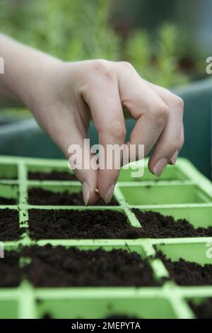 Rettich, Raphanus sativus, französisches Frühstück, Wurzelernte, Samen in eine modulare Saatschale einsäen Stockfoto