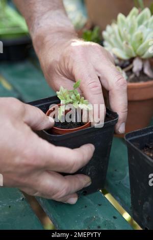 Tomate, Solanum lycopersicum, Totem, Setzlinge in größere Komposthöpfe umfüllen Stockfoto