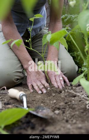 Zwergbohnen, Phaseolus vulgaris, junge Pflanzen, die ausgepflanzt und in Gemüsebett fixiert werden Stockfoto