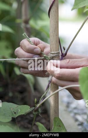 Ich klettere auf French Bean, Cobra, binde Pflanzen an Bambusstangen an, um Unterstützung zu erhalten Stockfoto