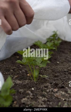 Sellerie, Martine, Apium graveolens var. dulce, Setzlinge wachsen unter Gartenvlies Stockfoto