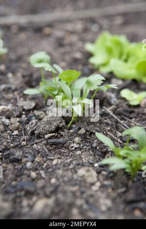 Koriander, Calypso, Kräuter, Coriandrum sativum, Ausdünnen von im Gemüsebett wachsenden Setzlingen Stockfoto