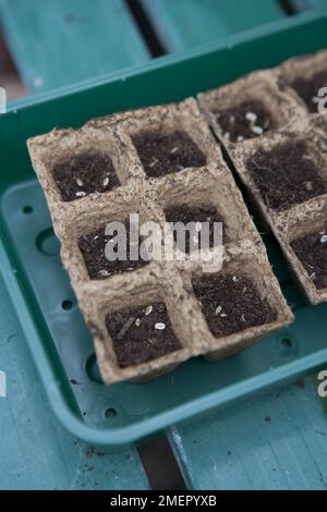 Dill, Kräuter, Anethum graveolens, Samen in biologisch abbaubarem modularen Tablett aussäen Stockfoto