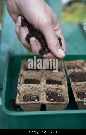 Dill, Kräuter, Anethum graveolens, Samen in biologisch abbaubarer, modularer Saatschale aussäen Stockfoto