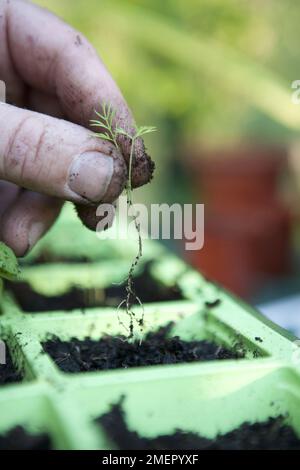 Dill, Kräuter, Anethum Graveolens, Setzlinge aus einer modularen Schale ausstechen Stockfoto