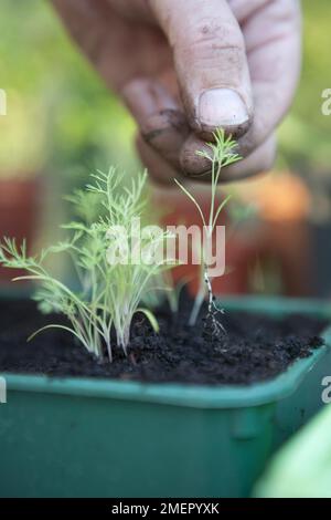 Dill, Kräuter, Anethum Graveolens, Setzlinge aus dem Tablett mit Kompost aussuchen Stockfoto