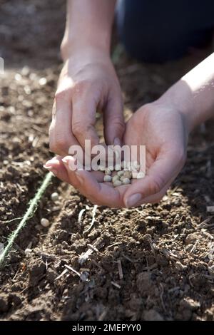 PEA, Oregon Sugar Pod, Rang tout, Pisum sativum var. Saccharatum, das Samen entlang einer Samenbohrer direkt in ein Gemüsebett sät Stockfoto