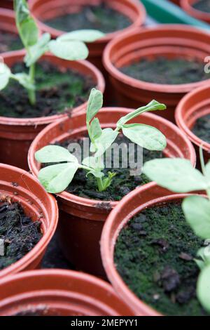 PEA, Oregon Sugar Pod, Rang tout, Pisum sativum var. Saccharatum, Setzlinge, die in Komposthöpfen wachsen Stockfoto