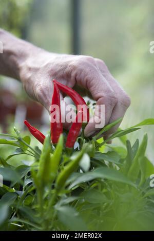 Chilipfeffer, Hitzewelle, Capsicum, Fruchtblüte, reife Pflanze mit reifem Obst Stockfoto