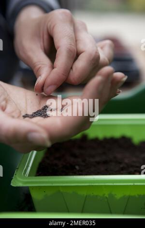 Orientalisches Gemüse, Stirfry-Mix, Samen in ein Tablett Kompost säen Stockfoto