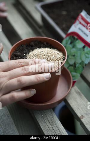 Brunnenkresse, Nasturtium officinale, Samen in Komposttopf aussäen Stockfoto