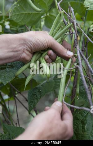 Besteigende Bohnen, Kobra, Bohnen von Pflanzen ernten Stockfoto