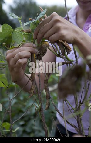 Kletterbohnen, Kobra, Kletterpflanzen ernten Stockfoto