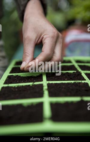 Calabrese, Sommerlila, kohlrabi, violetter Brokkoli, Samen in modulare Saatschale Pflanzen Stockfoto