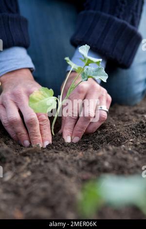 Calabrese, Sommerlila, kohlrabi, violetter Brokkoli mit Keimen, Setzlinge werden gepflanzt Stockfoto