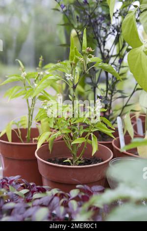 Chili-Pfeffer. Hitzewelle, Capsicum, Fruchtpflanzen, die unreife Chilischoten anbauen Stockfoto