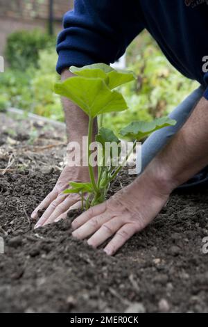 Winterkürbis, Turban, Kürbis, cucurbita, Pflanzen im Gemüsebett fixieren Stockfoto