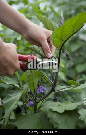 Aubergine, Geldmacher, reife Pflanze, auskneifen, Blätter mit Gartenscheren Stockfoto