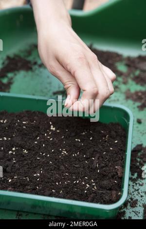 Endive, Indivia D'Estale A Cuore Giallo, sät Samen in einem Tablett mit Kompost aus Stockfoto