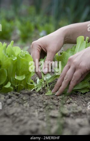 Endive, Indivia D'Estale A Cuore Giallo, die Blattpflanze im Gemüsebett ausdünnen Stockfoto