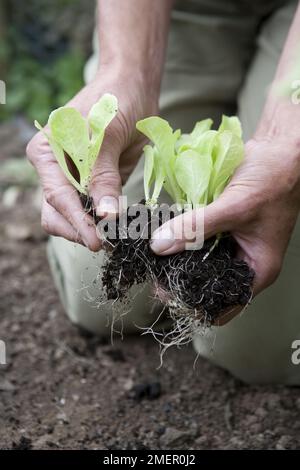 Endive, Indivia D'Estale A Cuore Giallo, Seedlinge werden getrennt und in Gemüsebett gepflanzt Stockfoto