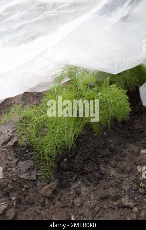 Florenz Fenchel, Victoria, junge Pflanzen, geschützt durch Gartenvlies Frostschutz Stockfoto