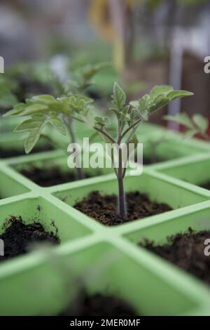 Tomaten, Gärtner lieben, Setzlinge wachsen in Modulschalen Stockfoto