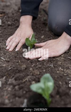 Dicke Bohne, Jubilee Hysor, Vicia faba Setzlinge, die von Hand ausgepflanzt werden Stockfoto