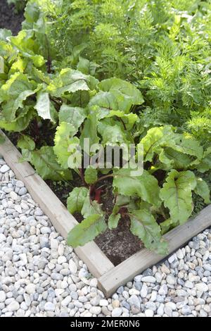 Rote Bete, Bolthardy, Beta vulgaris Salatblätter, immer wieder geschnitten Stockfoto