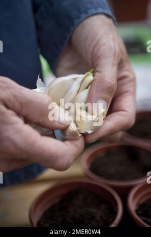 Knoblauchknolle, Knoblauchzehen, Teilung der Zwiebeln vor dem Pflanzen Stockfoto