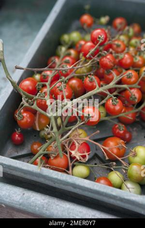 Tomaten ernten, Gärtner erfreuen sich, fruchtige Ernte, aus Fruchtstäbchen Stockfoto