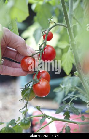 Tomaten ernten, Gärtner erfreuen sich, fruchtige Ernte, aus Fruchtstäbchen Stockfoto